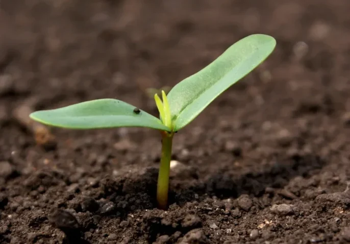 A small green seedling growing in dark soil.